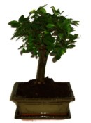 Zelkova 307 - pokojové bonsaje 